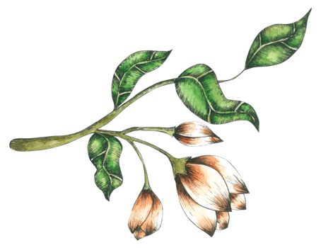 flower watercolor hand paint png