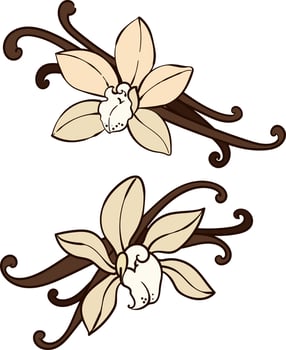Vanilla orchid flowers and pods vector