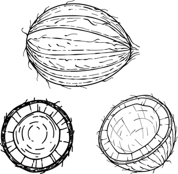 Hand drawn Coconut. sketch vector tropical food illustration. Coconut palm fruit isolated on a white background