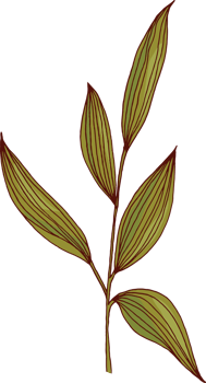 hand draw sketch leaf png
