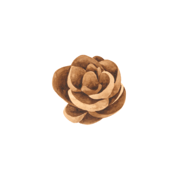 Pine cone watercolor hand paint png