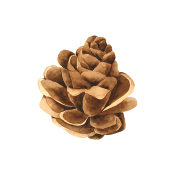 Pine cone watercolor hand paint png