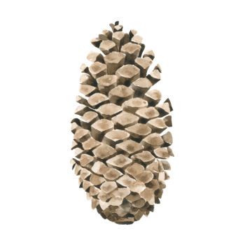 Pine cone watercolor hand paint png