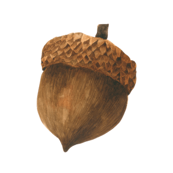 Pine cone watercolor hand paint png