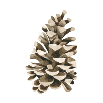 Pine cone watercolor hand paint png