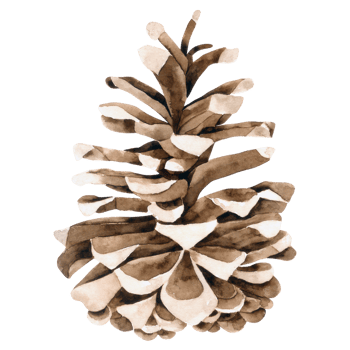 Pine cone watercolor hand paint png