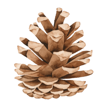 Pine cone watercolor hand paint png