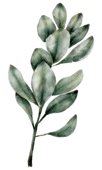 olive watercolor and leaf png