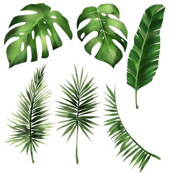 Set of tropical leaf monstera, forest leaves illustration PNG file