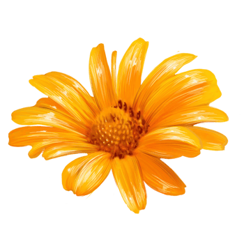 chamomile yellow flower illustration png