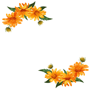 flower frame heliopsis illustration png