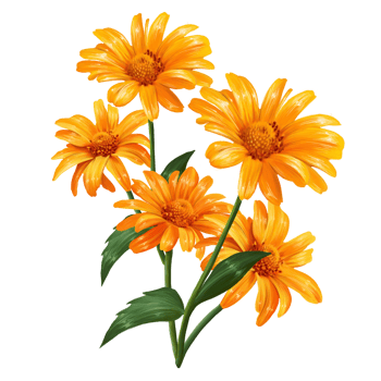 bouquet of flowers heliopsis illustration png