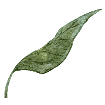 Hand drawn botanical autumn leaf illustration png