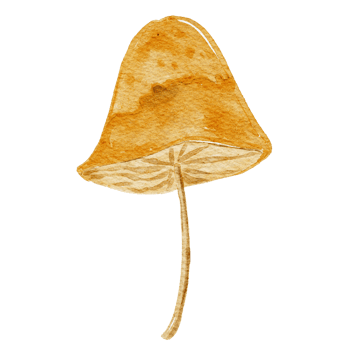 Hand drawn botanical mushroom illustration png