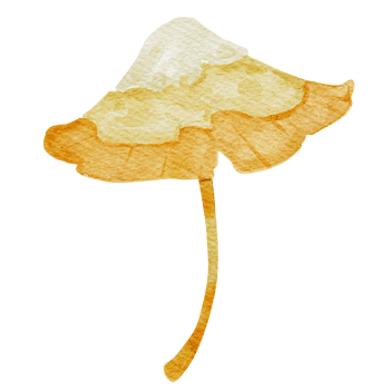 Hand drawn botanical mushroom illustration png