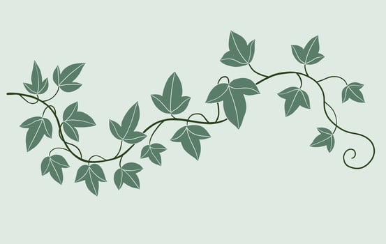 Simplicity ivy freehand drawing flat design. vector