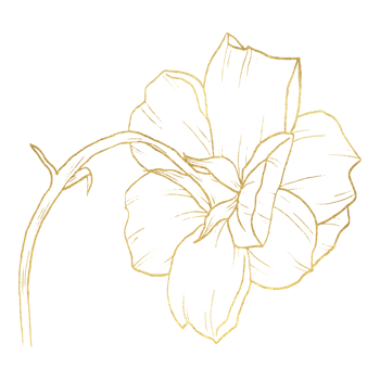 Rose Flower with gold line art png