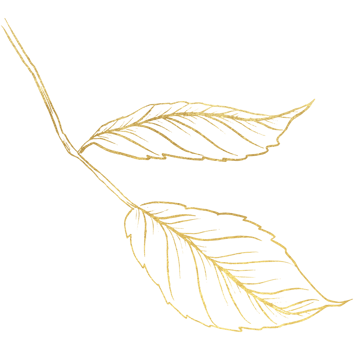Rose Flower with gold line art png