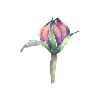Violet Peony flower, Autumn flower watercolor png