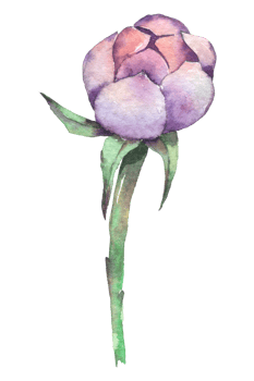 Violet Peony flower, Autumn flower watercolor png