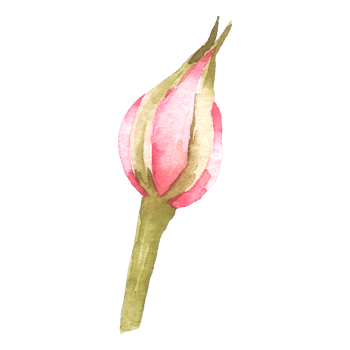 Rose flower watercolor collection png