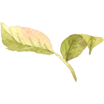 Rose flower watercolor collection png