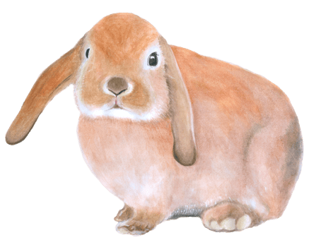 Rabbit Easter animal watercolor png
