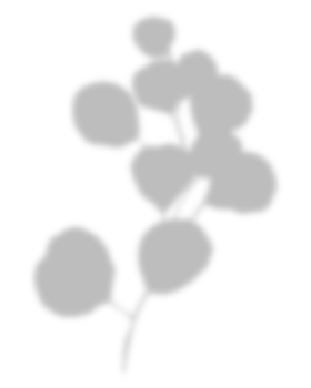 Leaf shadow for decorative png