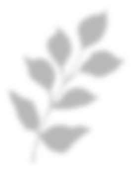 Leaf shadow for decorative png