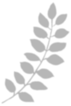 Leaf shadow for decorative png