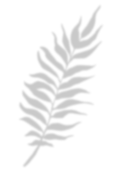 Leaf shadow for decorative png