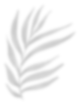 Leaf shadow for decorative png