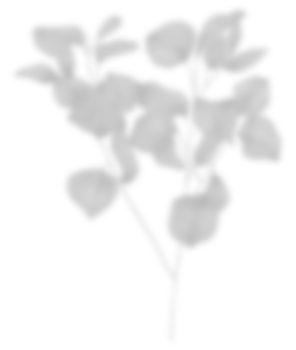 Leaf shadow for decorative png