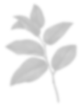 Leaf shadow for decorative png