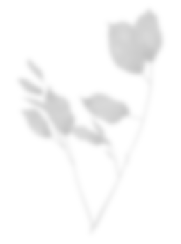 Leaf shadow for decorative png
