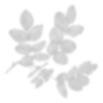 Leaf shadow for decorative png