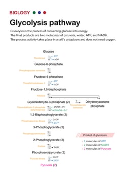 Biology diagram show pathway of glycolysis for break down glucose into pyruvate and generate energy as ATP in cell vector