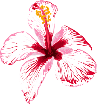 Botanical drawing with pink hibiscus flower. png