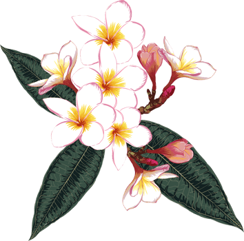 Botanical drawing with frangipani flower. png