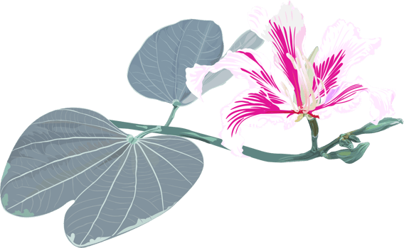 Purple Bauhinia flower drawing png