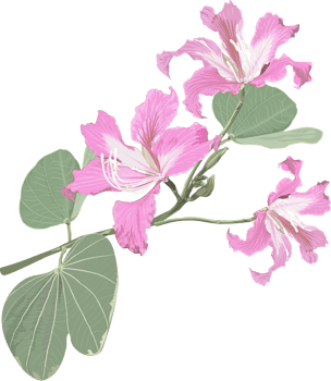 Purple Bauhinia flower drawing png