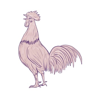 Chicken Rooster Crowing Side Drawing vector