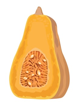fresh pumpkin vegetable vector