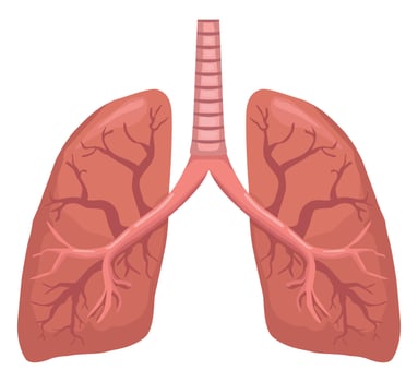 lungs realistic human organ vector
