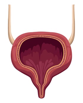 bladder realistic human organ vector