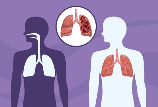 realistic human lungs vector