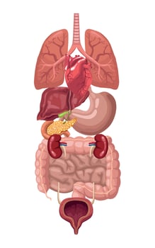 realistic human organs vector