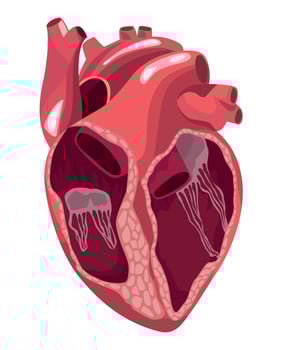 half heart realistic organ vector