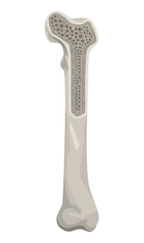 bone human organ vector