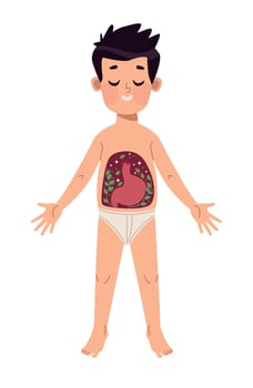 anatomy with digestive system vector